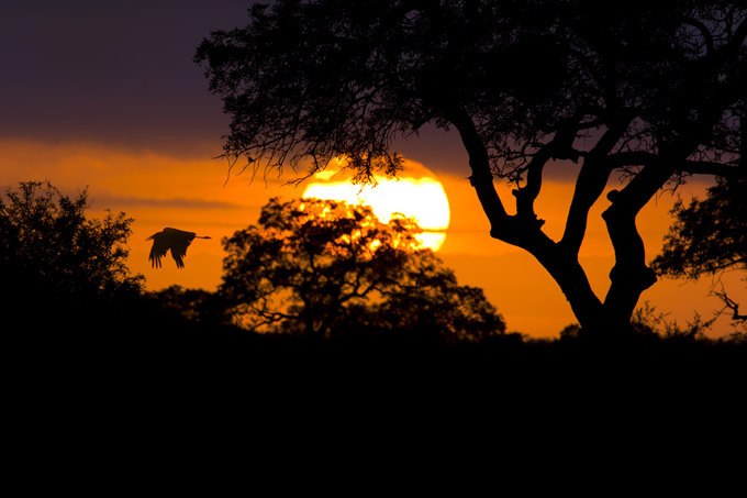 African wildlife at daybreak and sunset