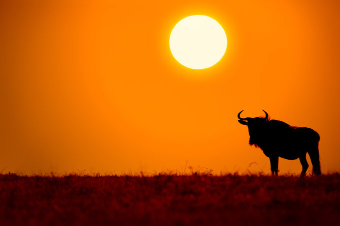 African wildlife at daybreak and sunset