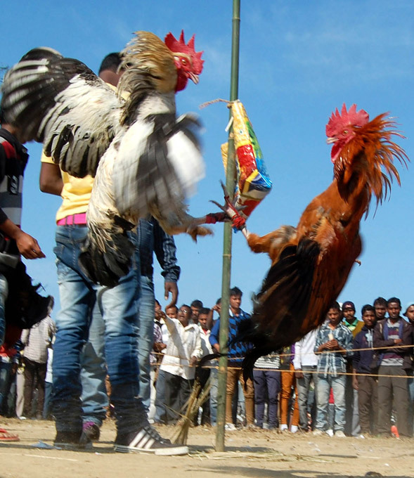 Brutal cock fights during harvest festival in India