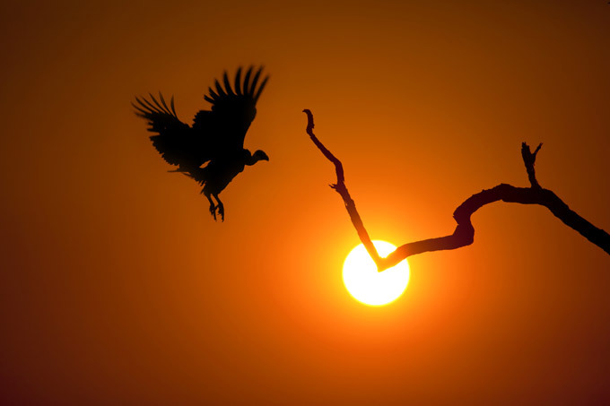 African wildlife at daybreak and sunset