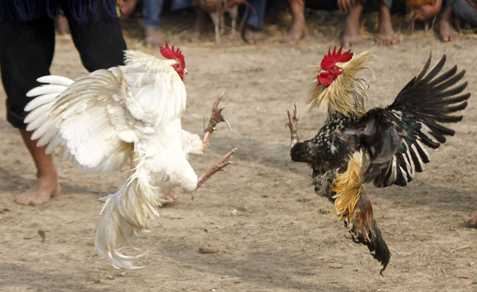 Brutal cock fights during harvest festival in India