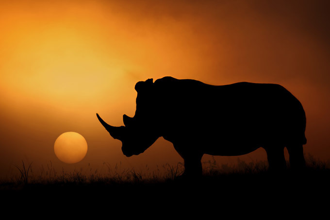 African wildlife at daybreak and sunset