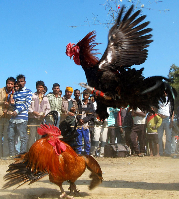 Brutal cock fights during harvest festival in India