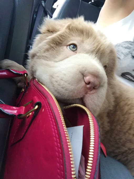 Meet Tonkey, a new star of the Internet