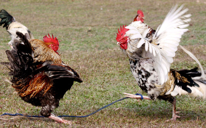 Brutal cock fights during harvest festival in India
