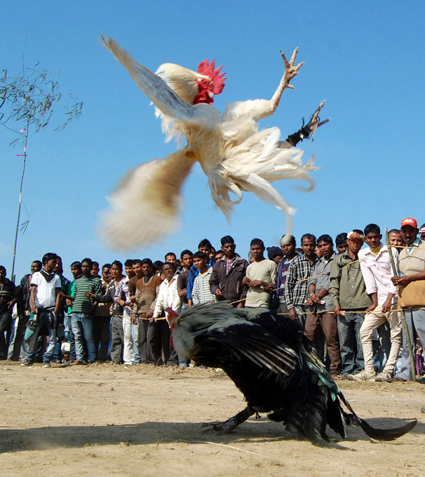 Brutal cock fights during harvest festival in India