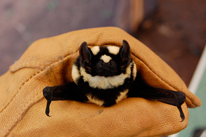 Panda-looking bat found in South Sudan