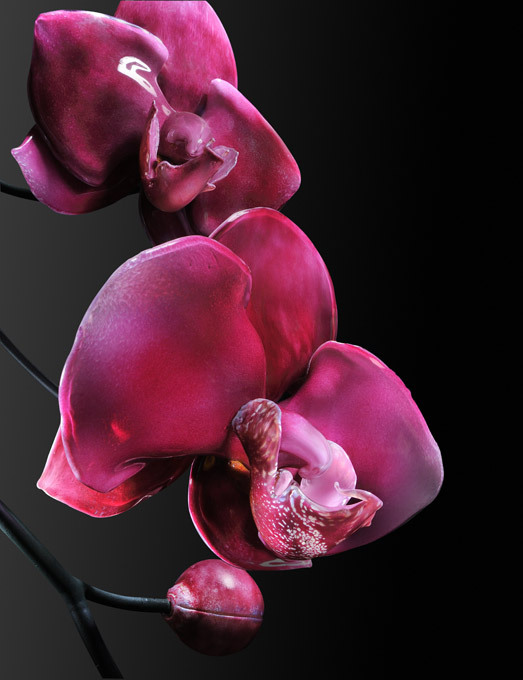 Gigantic orchids made of glass