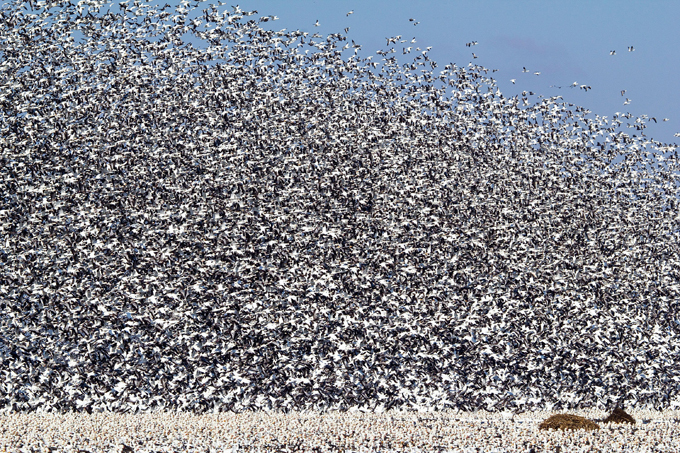 Clouds of migratory birds in the sky