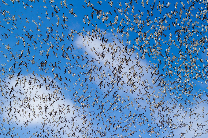 Clouds of migratory birds in the sky