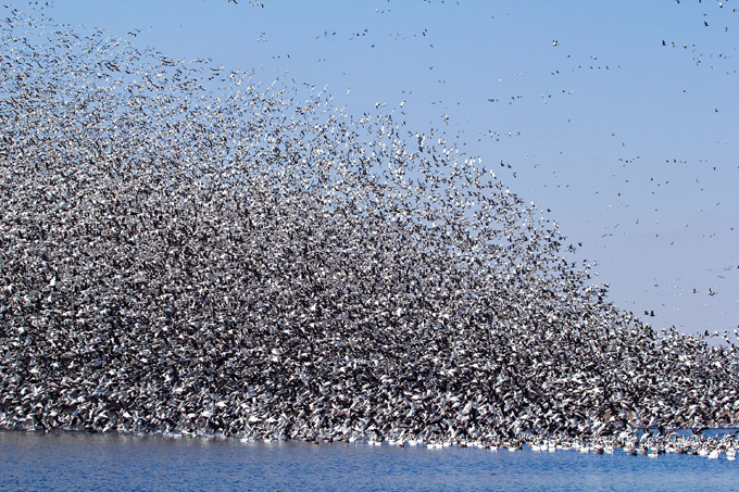 Clouds of migratory birds in the sky