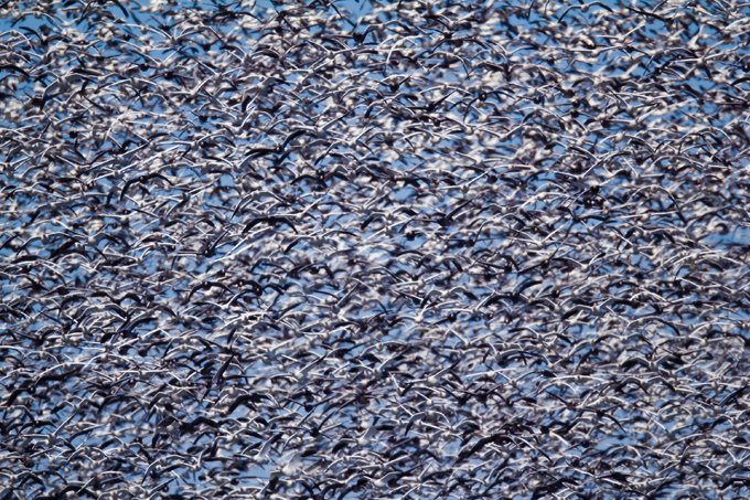 Clouds of migratory birds in the sky
