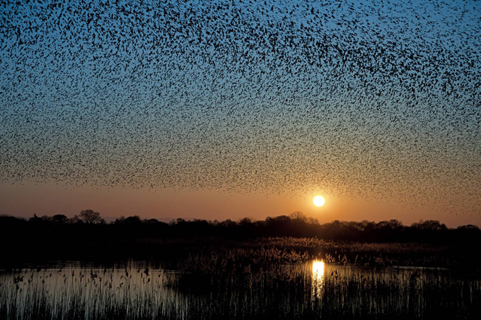 Clouds of migratory birds in the sky