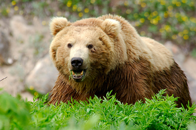 The Valley of Geysers in Russia's Kamchatka