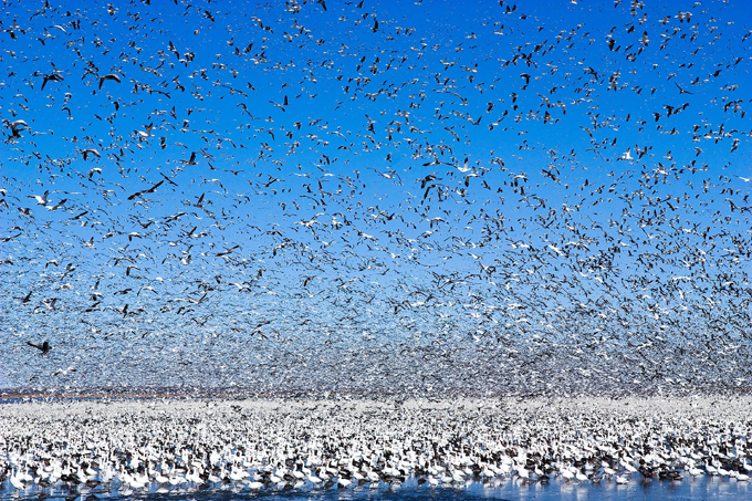 Clouds of migratory birds in the sky