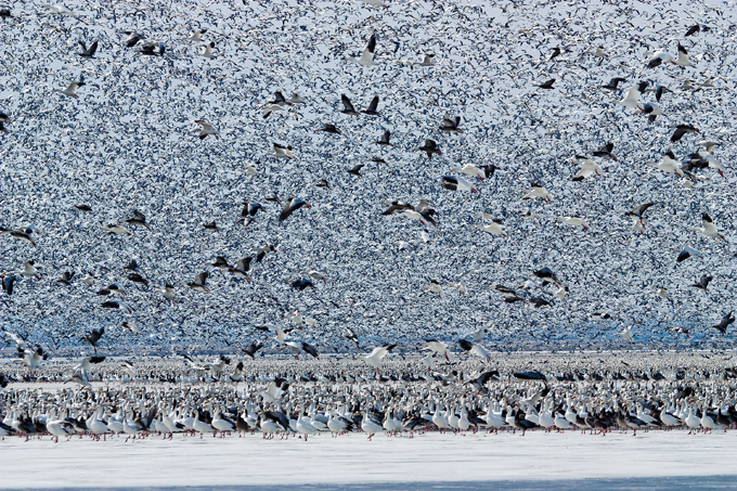 Clouds of migratory birds in the sky