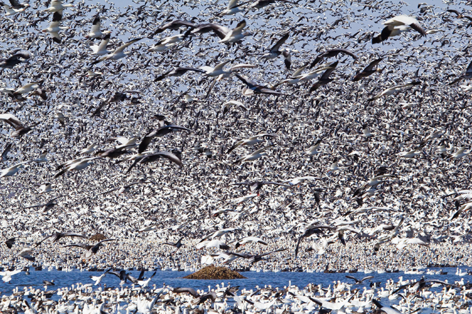 Clouds of migratory birds in the sky
