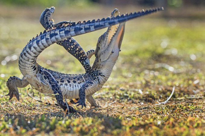 A lizard and a croc in a fierce fight