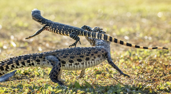 A lizard and a croc in a fierce fight