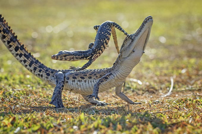A lizard and a croc in a fierce fight