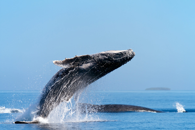 Humpback whales flying