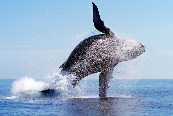 Humpback whales flying