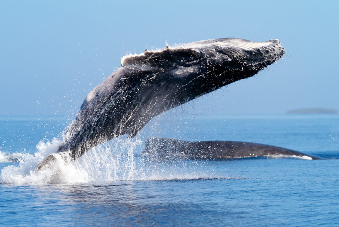 Humpback whales flying