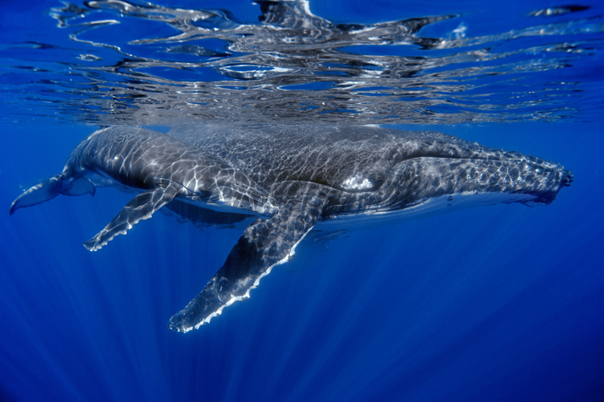 Humpback whales flying