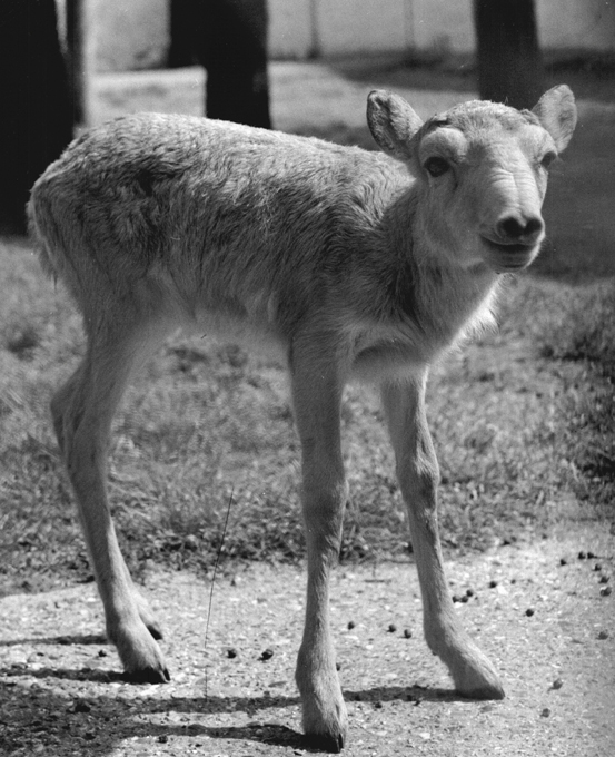 They face extinction