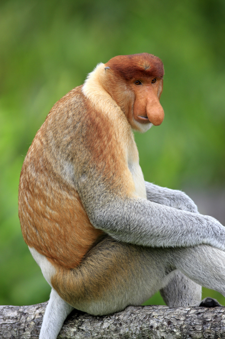 They face extinction