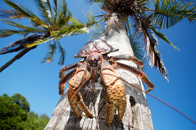 They face extinction