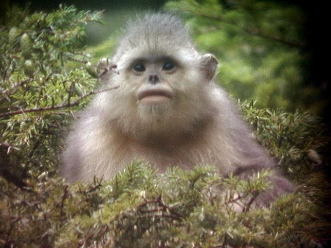 They face extinction