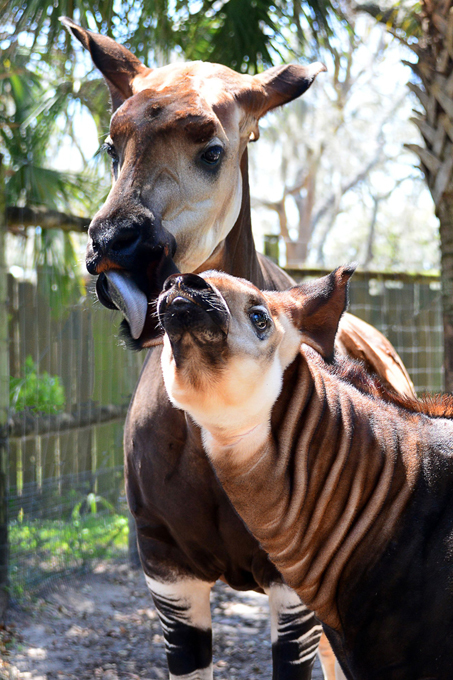 They face extinction