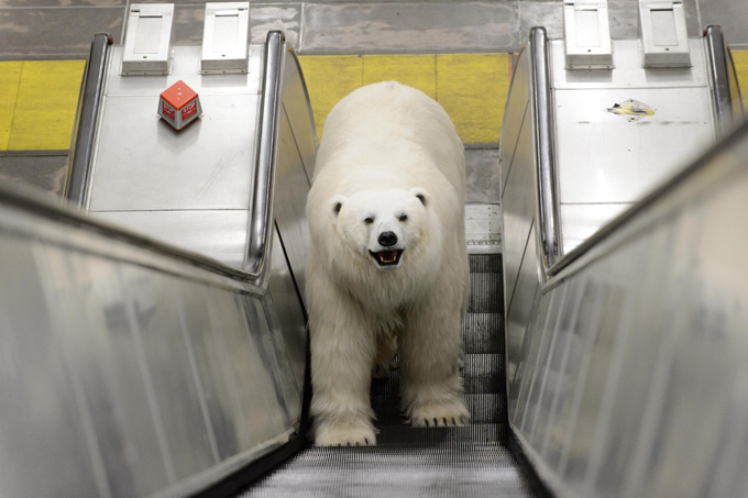 Polar bears roaming in London