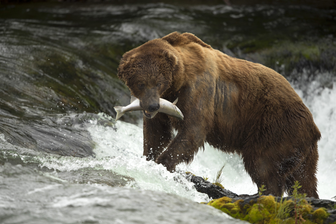 Grizzly bears catching salmon