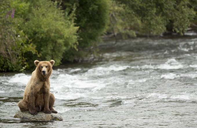 Grizzly bears catching salmon