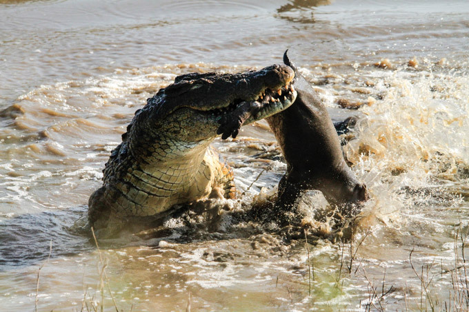 Crocodile eats hippo
