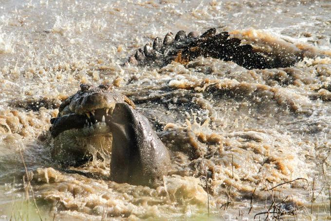 Crocodile eats hippo