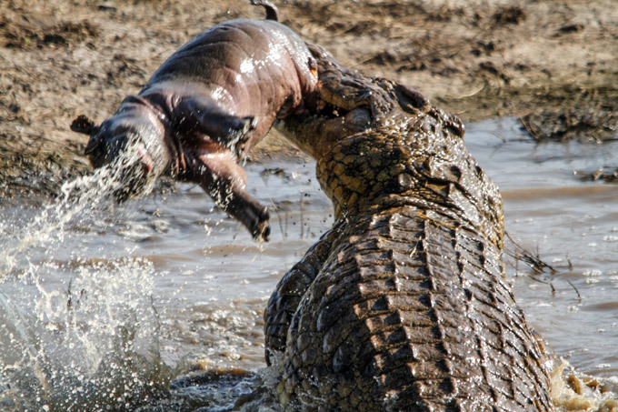 Crocodile eats hippo