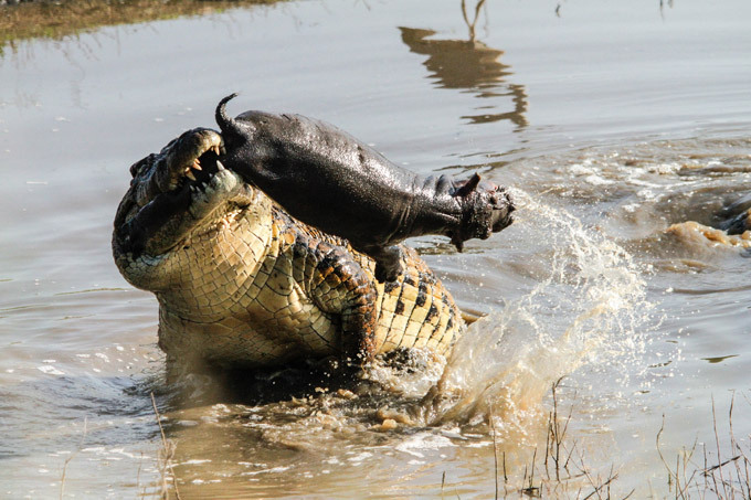 Crocodile eats hippo