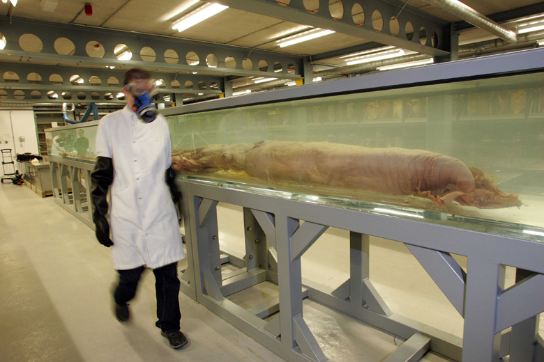 What do we know of giant squid?