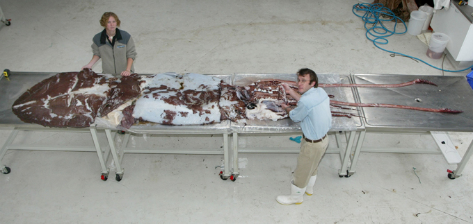 What do we know of giant squid?