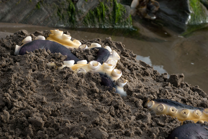 What do we know of giant squid?