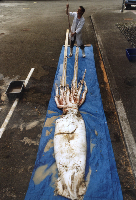 What do we know of giant squid?