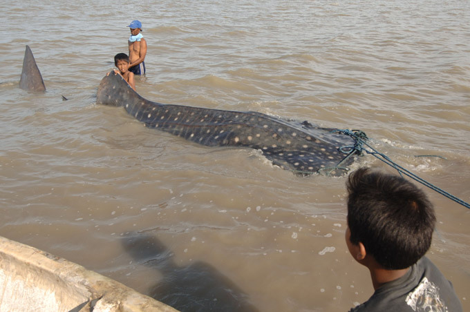 Indonesian fishermen rescue trapped whale shark