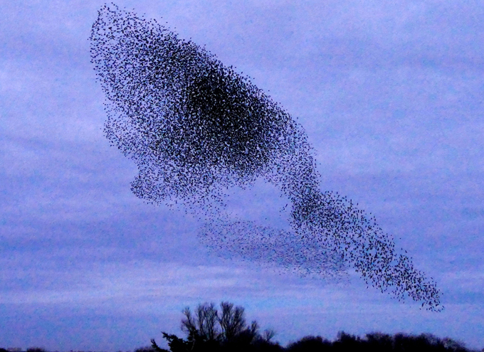 Unbelievable starlings
