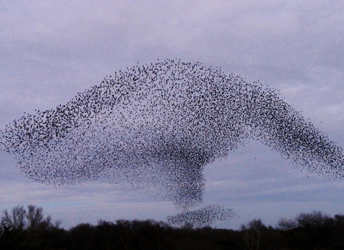 Unbelievable starlings