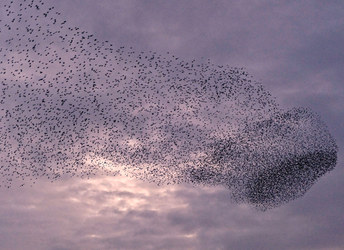 Unbelievable starlings