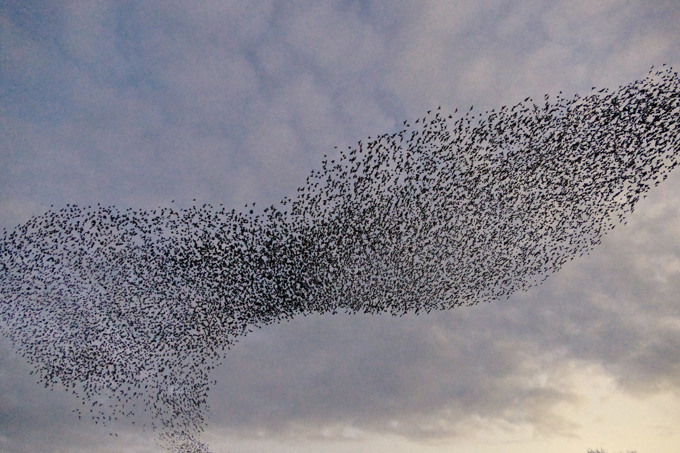 Unbelievable starlings