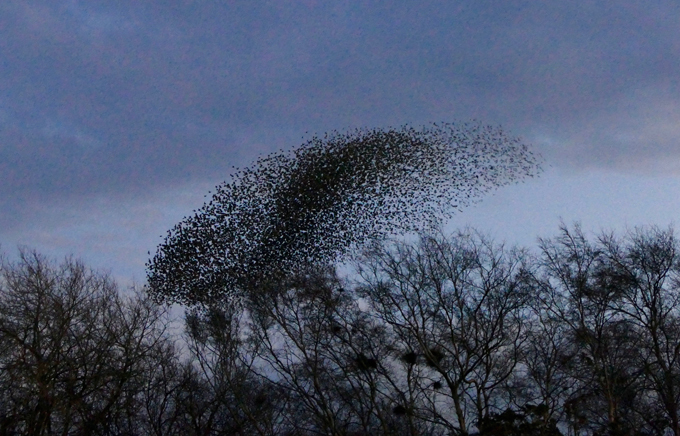 Unbelievable starlings